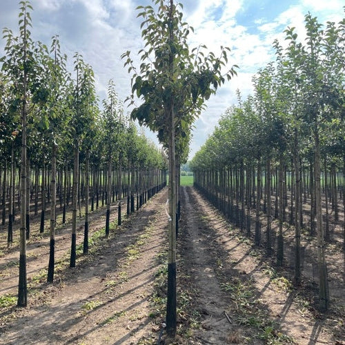 Cinnoberapel - Malus tschonoskii - Stammens omkrets 14-16 cm, höjd 3,5-4 meter, HS,